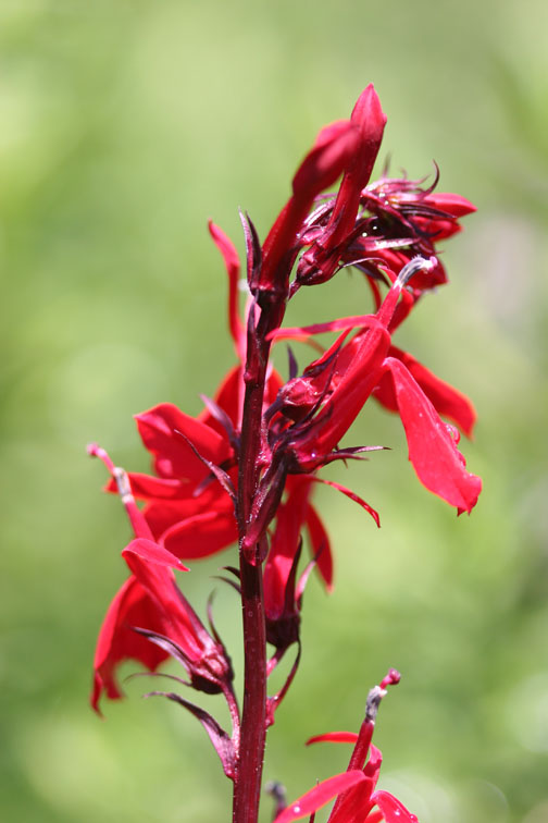 10 beliebte Teichpflanzen - Kardinalblume