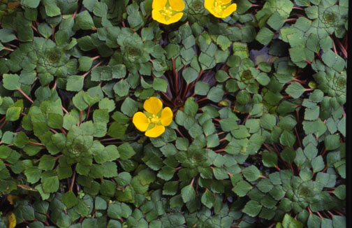 10 beliebte Teichpflanzen - Mosaikpflanze